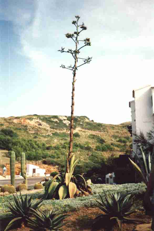 Agave
